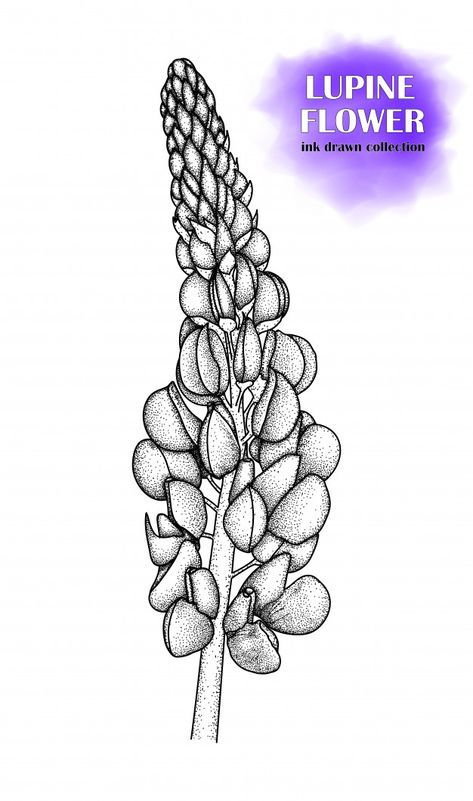 Hand-drawn sketch of a lupine flower. | Premium Vector #Freepik #vector #flower #vintage #floral #hand Lupine Flowers Tattoo, Lupine Drawing, Lupines Flowers, Lupine Tattoo, Iceland Tattoo, Diy Mini Album Tutorial, Flower Draw, Bison Skull, Lupine Flowers