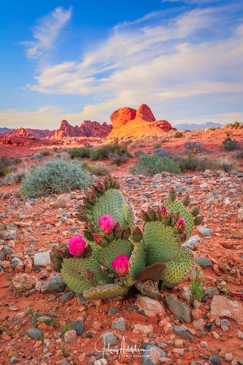 Cactus Pictures, Desert Aesthetic, 2160x3840 Wallpaper, Desert Flowers, Southwest Desert, Desert Cactus, Desert Painting, Cactus Art, Desert Plants