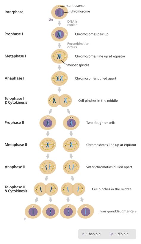 This straight-forward, no nonsense illustration shows the steps during meiosis. After two rounds of interphase, prophase, metaphase, anaphase, telophase and cytokinesis, one diploid cell has resulted in four daughter cells each containing a single set of chromosomes. Cellular Reproduction, Bio Diversity, Science Cells, Biology Revision, Medical Notes, Biological Diversity, College Nursing, Studying Tips, A Level Biology