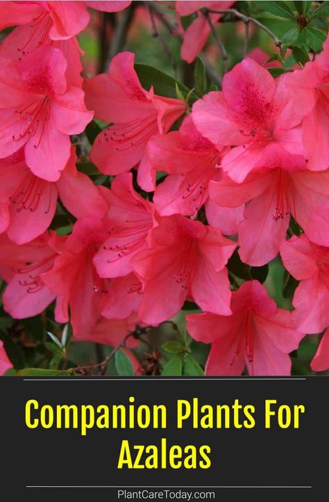 Planting Azaleas Tips, Azalea Shrub Landscaping, Azalea Landscaping Ideas, Where To Plant Azaleas, Encore Azaleas Landscaping Front Yards, Azealas Flowers, Azalea Companion Plants, Azelia Bush Landscaping, Azealas Landscaping