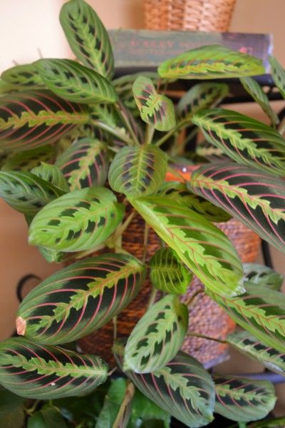 Bathroom Plants Low Light, Prayer Plant, Inside Plants, Best Indoor Plants, Plant Images, Low Light Plants, Bathroom Plants, Indoor Gardens, House Plants Indoor