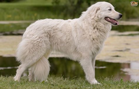 Maremma Sheepdog Puppy, Sheepdog Breeds, Maremma Dog, Italian Dogs, Maremma Sheepdog, Livestock Guardian Dog, Livestock Guardian, Great Pyrenees Dog, Dog Magazine