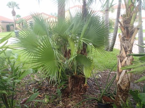 Paurotis palm tree in a landscape setting. Fairly easy to maintain with a pruning shear. Paurotis Palm, South Florida, Palm Tree, Palm Trees, Over The Years