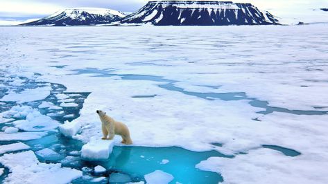 Greenland's ice sheet melted at its most rapid rate of the summer on Thursday. Longyearbyen, Ice Sheet, Arctic Sea, Polar Bears, Amazing Facts, Guinea Pig, Santa Maria, Haiku, Oahu