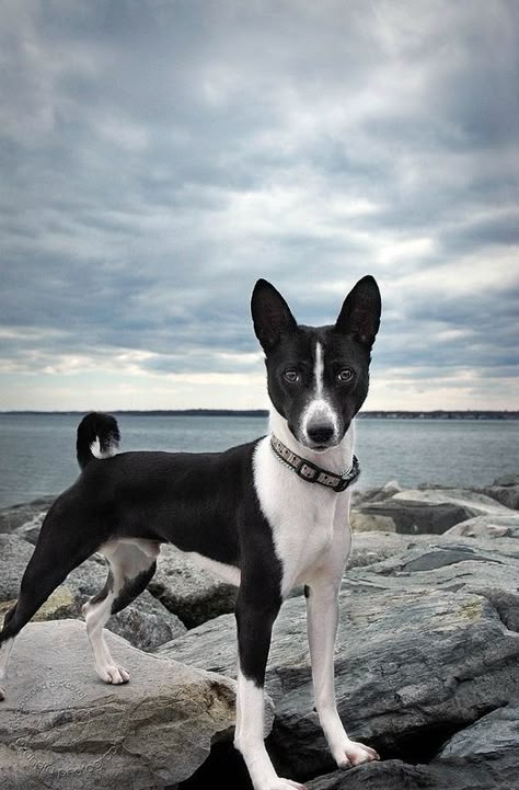 Basenji Puppy, Basenji Dog, Perfect Pic, Basenji Dogs, Animals Tattoo, What Kind Of Dog, Dog Line, Central Africa, Nature Wallpapers