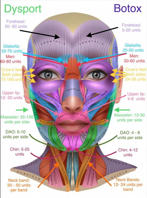 FORGET ABOUT BOTOX THIS MASK REMOV Facial Muscles Anatomy, Botox Injection Sites, Facial Injections, Head Muscles, Aesthetic Dermatology, Facial Anatomy, Botox Cosmetic, Botox Face, Facial Fillers