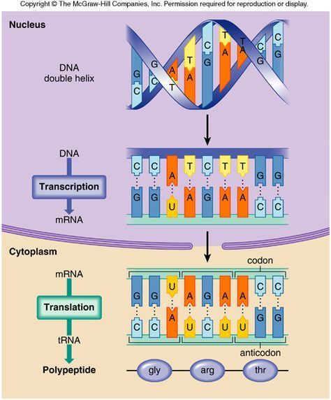 Dna Transcription And Translation, Dna Transcription, Microbiology Study, Struktur Teks, Transcription And Translation, Study Biology, Biology Classroom, High School Biology, Medical Student Study