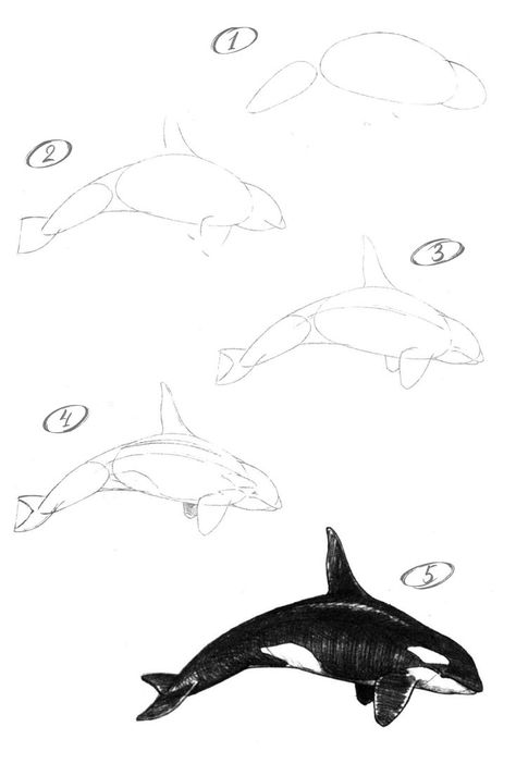 Whale Outline, Whale Sketch, Drawing Mouth, Orca Art, Whale Drawing, Ocean Drawing, Creature Marine, Sea Drawing, Fish Drawings