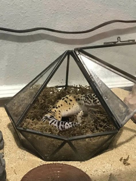 Reptile Hide Ideas, Leopard Gecko Humid Hide, Diy Humid Hide Leopard Geckos, Leopard Geckos Habitat Ideas, Humid Hide For Leopard Gecko, Lepord Gecko Habitat Ideas Aesthetic, Leapord Gecko Habitat, Leapord Gecko Habitat Ideas, Cute Leopard Gecko Tank Ideas