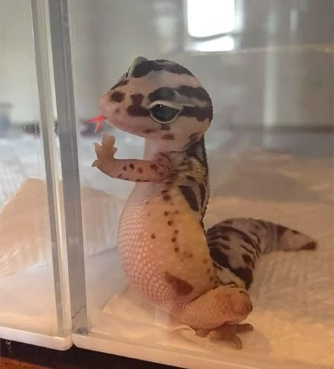 Cute Lizard, Cute Reptiles, Cute Small Animals, Cute Animals Puppies, Leopard Gecko, Pretty Animals, Silly Animals, Cute Animal Photos, Animal Photos