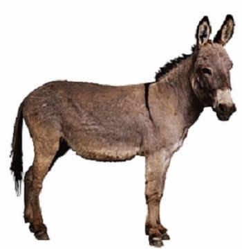 donkey Donkey Images, American Military History, Photo Clipart, The Donkey, Us Images, Image Hd, Big Cats, Hd Photos, Funny Dogs