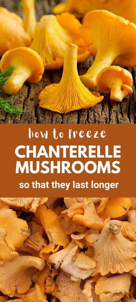 Pin featuring chanterelle mushrooms in the forest and on a plate. Highlights their culinary uses and delicious flavor. Perfect for mushroom enthusiasts and home cooks looking to try something new. #ChanterelleMushrooms #Cooking #Foodie Chanterelle Mushroom Recipes, Chanterelle Recipes, Edible Wild Mushrooms, Wild Mushroom Recipes, Chanterelle Mushrooms, Growing Mushrooms At Home, Mushroom Benefits, Wild Food Foraging, Storing Fruit