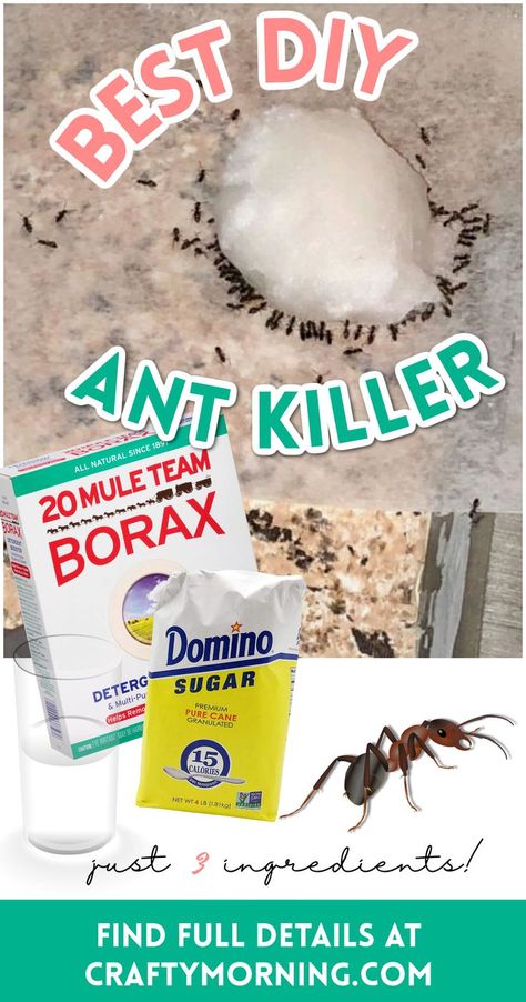 Any Killer Natural, How To Get Rid Of Ants Naturally In The House, Ant Borax Recipe, Diy Any Killer Indoor, How To Get Rid Of Anys In The House, Ant Spray Diy Homemade How To Get Rid, How To Get Rid Of Ants Naturally, Get Rid Of Bugs In House, Ant Control In House