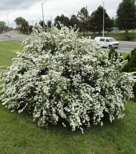 Bridalwreath Spirea Hedge, Spirea Shrub, Bridal Wreath Spirea, Colorful Shrubs, Tuscan Garden, Flower Varieties, Bridal Wreath, House Portrait, Front Landscaping