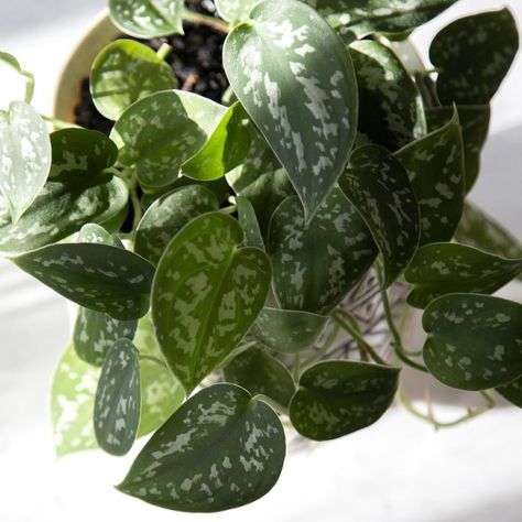 Satin Pothos Plant, Indoor Ivy, Silver Satin Pothos, Ivy Plant Indoor, Satin Pothos, Plantas Interior, Plant Person, Scindapsus Pictus, Devils Ivy