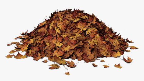 Autumn Leaves Illustration, Leaf Pile, Pile Of Leaves, Leaves Clipart, Leaves Png, Leaf Clipart, Leaves Illustration, Fall Tree, Reverse Image Search