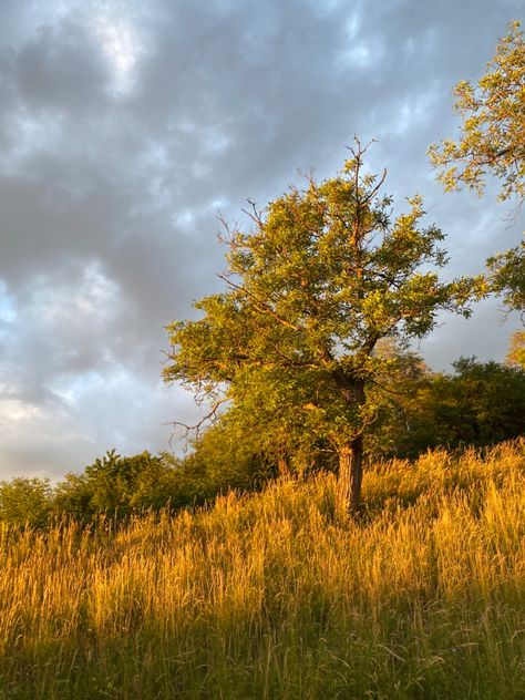 Golden hour tree Golden Hour Forest, Golden Hour Landscape, Sun Through Trees, Golden Hour Field, Dr Images, Audrey Williams, Watermelon Knife, Random Vibes, Pretty Scenery