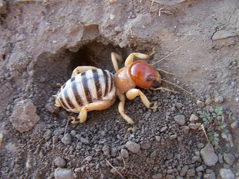 Jerusalem Cricket (Ammopelmatus muwu) a nocturnal Insect that eats organic matter, found primarily in Mexico and southwest United States. Camel Spider, Potato Bugs, Foto Macro, Cool Insects, Creepy Crawlers, Cool Bugs, Beautiful Bugs, Creepy Crawlies, Arthropods