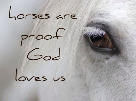 And God Quotes About Horses by @quotesgram Horse Love Quotes, Quote Edits, Horse Sayings, Equine Quotes, Horse Quote, Sunny Boy, God Loves Us, Inspirational Horse Quotes, Equestrian Quotes