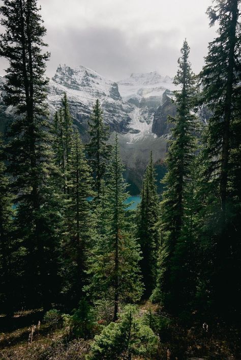 Mountains Aesthetic, Forest Aesthetic, Forest Mountain, Lake Beach, Pretty Backgrounds, Landscape Poster, Nature Aesthetic, Green Aesthetic, Aesthetic Backgrounds