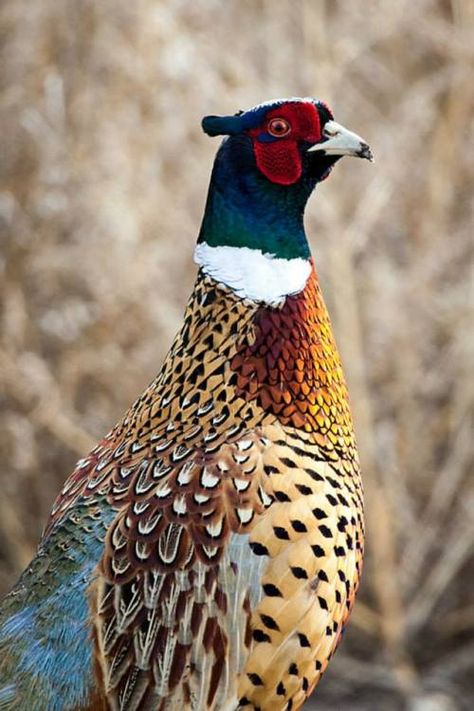 CarolinaBlues Raising Pheasants, Trains Photography, Real Birds, Quail Hunting, Coyote Hunting, Pheasant Hunting, Ab Fab, Bird Hunting, Turkey Hunting