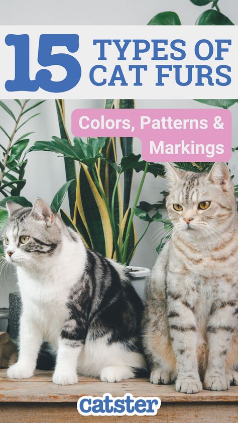 Felines have coats of fur that come in a variety of different colors, patterns, and markings. Fur Pattern, Types Of Cats, Cat Hair, What Type, Color Patterns, Feline, Color Variations, Different Colors, Things To Come