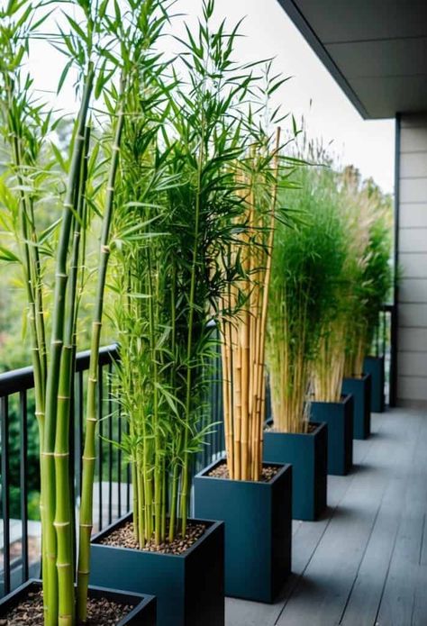 Plants In Balcony Ideas, Apartment Balcony Privacy Ideas, Balcony Privacy Ideas, Balcony Hanging Plants, Living In An Apartment, Privacy Screen Deck, Privacy Planter, Privacy Ideas, Nosy Neighbors