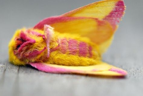 Poodle Moth, Funny Animal Pics, Maple Moth, Weird Insects, Pink Moth, Rosy Maple Moth, Moth Species, Colorful Moths, Cute Moth