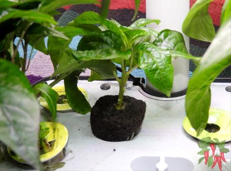 Diy Aerogarden Pods, Aero Garden Diy Pods, Aerogarden Hack, Aerogarden Diy, Aerogarden Pods, Plant Food Diy, Gardening Kit Gift, Aero Garden, Indoor Hydroponic Gardening