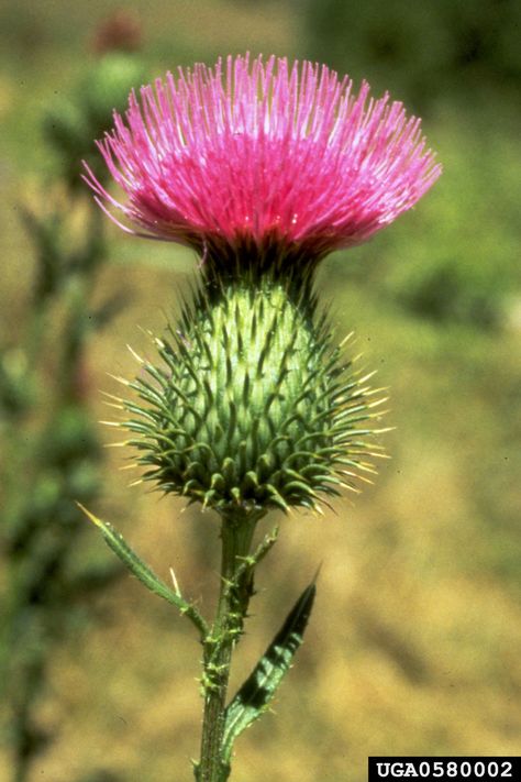 Bull Thistle, Thistle Plant, Invasive Plants, Thistle Flower, Scottish Thistle, Invasive Species, Simple Beauty, Dream Garden, Trees To Plant