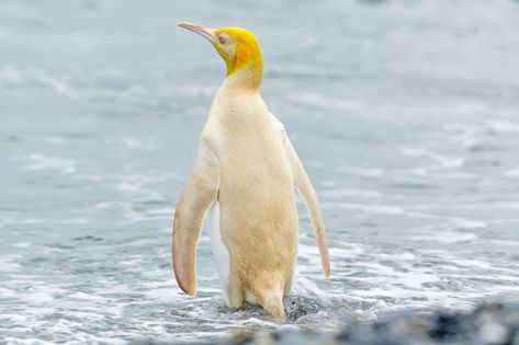 Rare Yellow Penguin Bewilders Scientists | Audubon Yellow Penguin, Fur Seal, Elephant Seal, Audubon Birds, King Penguin, Yellow Feathers, Cute Penguin, Black Animals, After Photos