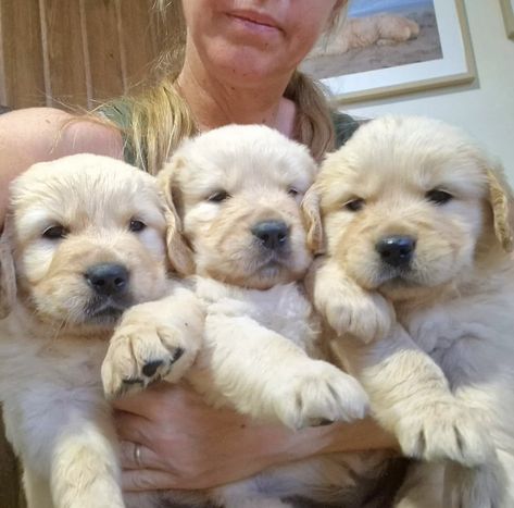 Golden Retriever puppy For Sale Near Me in USA Puppies For Sale Near Me Free, Cute Puppies For Sale, Cute Golden Retriever, Most Beautiful Dogs, Puppies For Sale Near Me, Golden Retriever Puppies, Retriever Puppies, Puppy For Sale, Golden Retriever Puppy