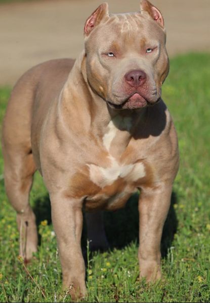 Pit Monster, Pitbull Dog Puppy, Big Dogs Breeds, Biggest Dog In The World, Pitbull Dog Breed, Big Bull, Biggest Dog, Giant Dog Breeds, Bully Breeds Dogs