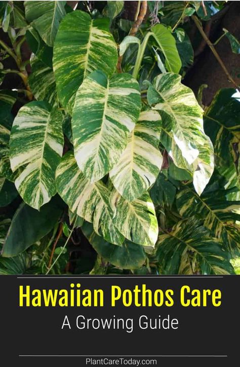 Hawaiian Pothos, Golden Pothos Care, Variegated Pothos, Pothos Varieties, Pothos Plant Care, Window Plants, Golden Pothos, Plant Problems, Pothos Plant