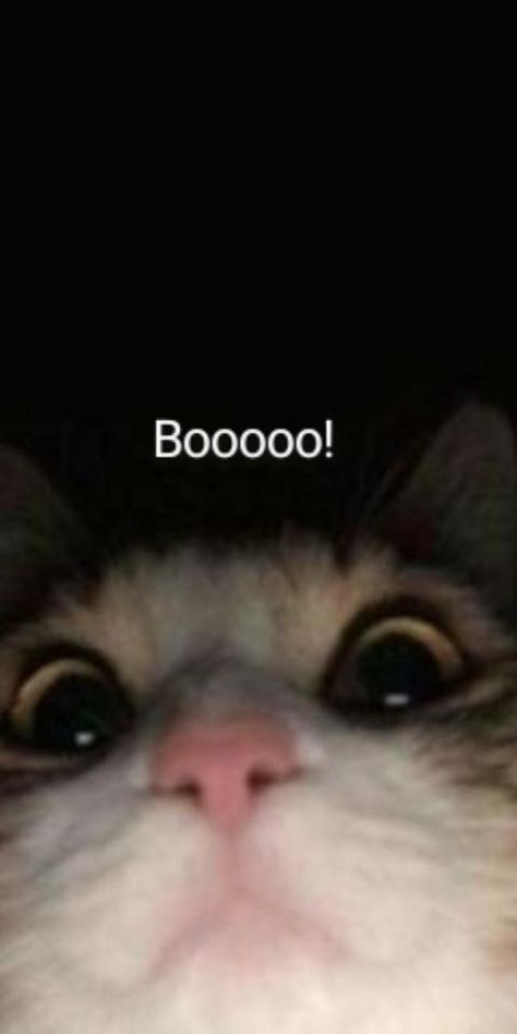 Scary Meme, Funny Lockscreen, Cat Profile, Funny Cat Wallpaper, Funny Iphone Wallpaper, Image Chat, Cute Cat Wallpaper, Cute Cats Photos, Funny Phone Wallpaper