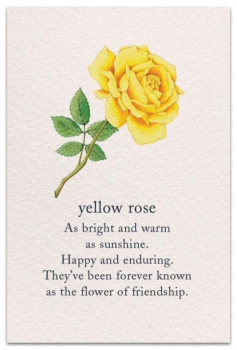 Flower That Means Friendship, Flowers And What They Symbolize, Flowers For Friendship, You Are My Yellow Meaning, Flowers That Mean Friendship, Yellow Meaning Quotes, You Are My Yellow, Beautiful Roses Quotes Inspirational, Yellow Roses Quotes