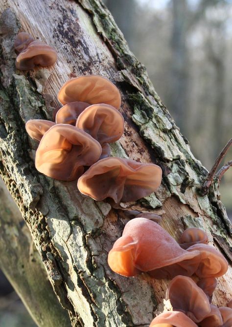 Winter Mushroom Hunting: 8 Species to Collect for Food and Medicine Edible Wild Mushrooms, Mushrooms Growing, Wild Foraging, Wild Food Foraging, Edible Wild Plants, Garden Mushrooms, Foraged Food, Mushroom Hunting, Edible Mushrooms