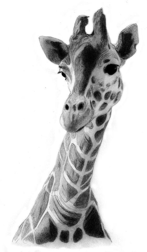 Drawing Giraffe, Giraffe Drawing, White Giraffe, Giraffe Pictures, Giraffe Illustration, Giraffe Wall Art, Pencil Drawings Of Animals, Drawing Hair, Giraffe Art