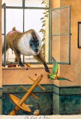 Walton Ford, Silly Monkey, Parrot Painting, Parrots Art, Animal Illustration Art, Wildlife Paintings, Illustrator Artist, Animals Artwork, Watercolor Canvas