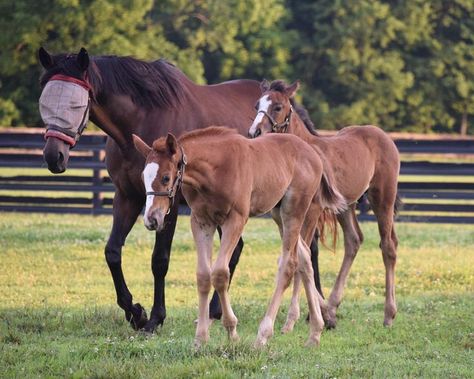 “I loved all of them and now I love watching them grow and learn in some of the best places! It really means so much to me to watch them shine in their second careers.” Today, Aubrey talks to Laura Newell, the former Young Horse Manager from Winchester Place Thoroughbreds in Kentucky about what a Thoroughbreds first months look like. Thoroughbred, Winchester, Logic, And Now, Kentucky, Equestrian, The Good Place, Two By Two, Career