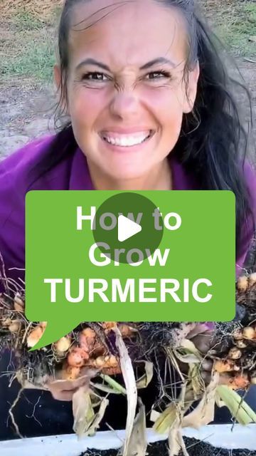 April Ruis | April SunRise Farm on Instagram: "Let’s grow turmeric in containers! 

🌿Select a wide container with drainage holes at the bottom. Turmeric rhizomes grow horizontally, so a wide rather than deep container works best.

🌿Use a well-draining, rich potting mix. You can mix compost or aged manure to make the soil nutrient-rich.

🌿Place a few turmeric rhizomes (with at least one bud each) on the soil surface, then cover them with 2 inches of soil 

🌿Keep the soil consistently moist but not waterlogged. Water when the top inch of soil feels dry.

🌿Choose a spot that receives full to partial sun, ensuring the plant gets at least 6-8 hours of sunlight daily.

🌿Turmeric thrives in warm temperatures between 68-86°F (20-30°C).

🌿Feed the plants every 2-3 weeks during the growing se How To Grow Turmeric, Grow Turmeric, Sunrise Farm, Turmeric Plant, Turmeric Root, Vegetable Gardening, Garden Stuff, Planting Vegetables, The Soil