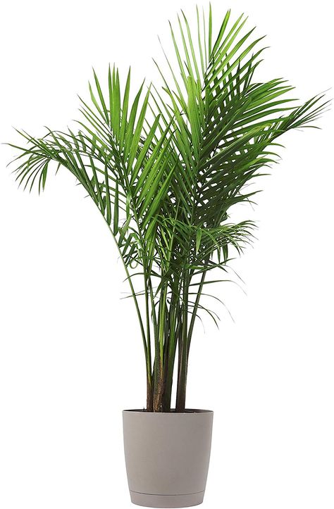 Costa Farms Majesty Palm Tree, Live Indoor Plant, 3 to 4-Feet Tall, Ships with Décor Planter, Fresh From Our Farm, Excellent Gift or Home Décor Best Bathroom Plants, Majesty Palm, Low Light Indoor Plants, Live Indoor Plants, Palm Plant, Bathroom Plants, Patio Balcony, Pot Plant, House Plants Decor