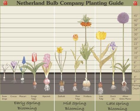 Spring Bulbs Garden, Planting Bulbs In Spring, Planting Guide, Fall Bulbs, Spring Flowering Bulbs, Garden Bulbs, Spring Bulbs, Fall Plants, Bulb Flowers