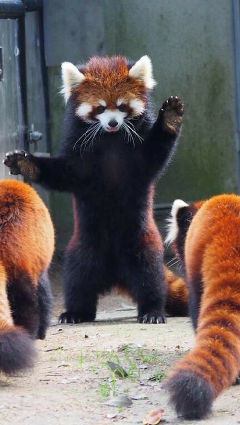 Red Panda Aesthetic, Red Pandas, Red Panda Reference, Angry Red Panda, Panda Facts For Kids, Panda Puppy, Red Panda Photography, Red Panda Walking, Red Panda Scared