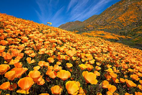 California Flowers, Environment Inspiration, California Wildflowers, Beautiful California, Tulip Festival, California Poppy, Spring Blooms, Best Hikes, Growing Flowers