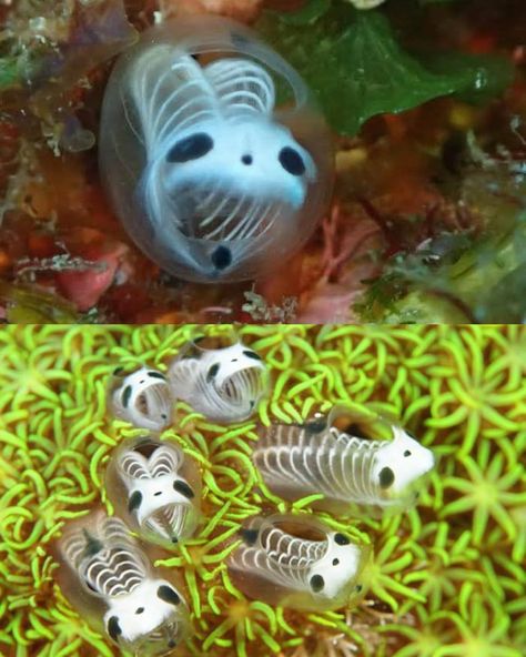 Skeleton Panda Sea Squirts, Panda Sea Squirts, Sea Squirts, Cool Sea Creatures, Sea Squirt, Deep Sea Creatures, Beautiful Sea Creatures, Sea Slug, Interesting Animals