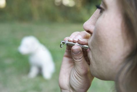 Pet Owner Training Dog Using Whistle. Close Up Of Pet Owner Training Dog Using W #Sponsored , #AD, #advertisement, #Owner, #Close, #Whistle, #Pet Pet Owner, Pet Owners, Dog Training, Close Up, Stock Images, Train, Stock Photos, Pet, Dogs