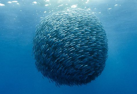 This giant ball of Mackeral was formed by entrepreneurial fishermen who fed ferrous metals to the fish over a period of 30 days. They then let a 20 lb. neodymium magnet into the ocean, aggregating more than 500,000 fish, that were then caught with a massive net. Jacques Perrin, Fauna Marina, Air Tawar, Underwater Life, Water Life, Ocean Creatures, Sea And Ocean, In The Ocean, Sea World