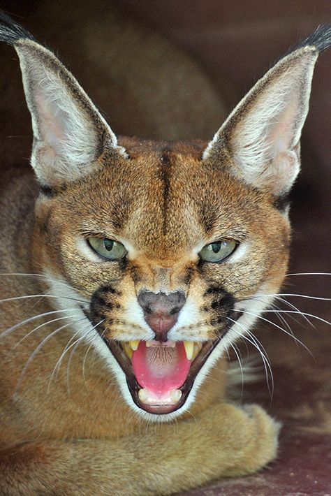 Hissing Cat Tattoo, Language Website, Caracal Cat, Desert Cat, Small Wild Cats, Exotic Cats, Cat Family, Kitty Kitty, Small Cat