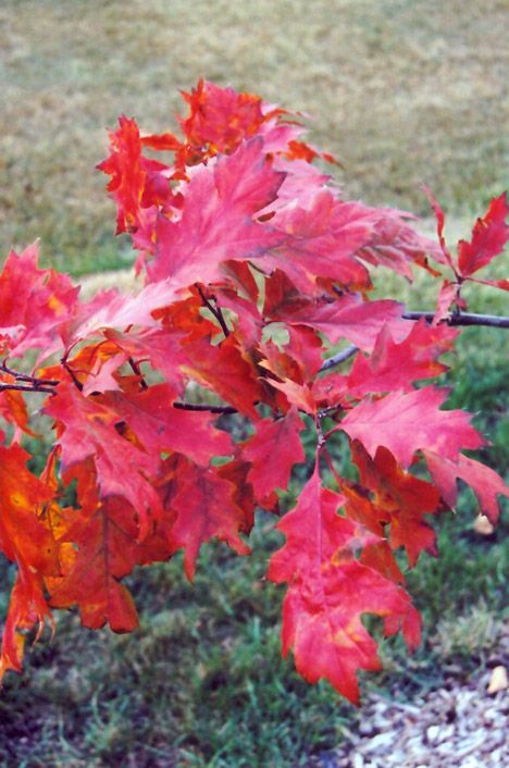 Northern Red Oak, Red Oak Tree, Human Traffic, Full Size Photo, Red Fall, Landscaping Supplies, Shade Trees, Deciduous Trees, Types Of Soil